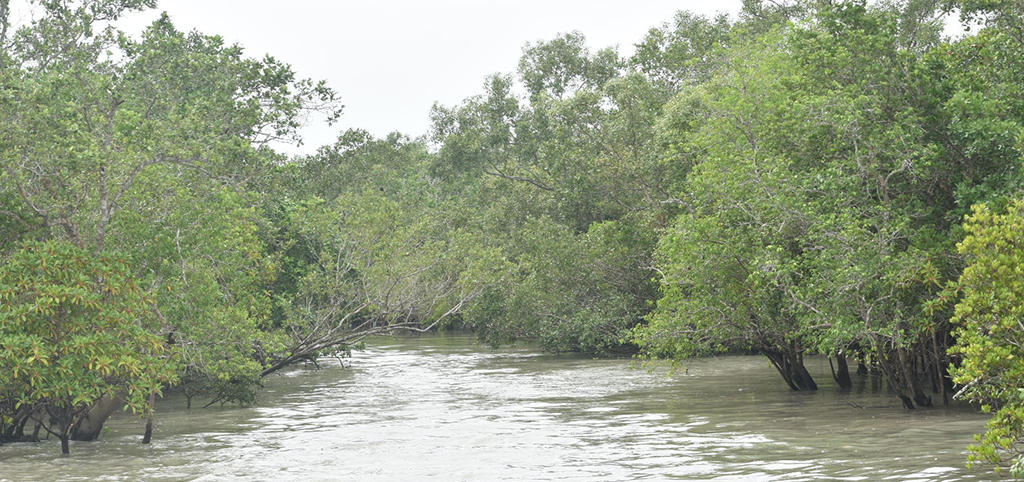 Sundarban 2 Night 3 Days Tour - Sundarban Tourism Point